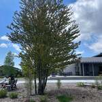 CABOT COVE MUSEUM TERRACE - 