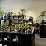 彩盆の間 - 店内でミニ盆栽も売っている