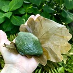 まるに抱き柏 - 