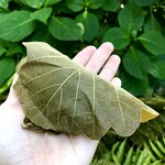 まるに抱き柏 - 