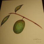 アロマフレスカ - 