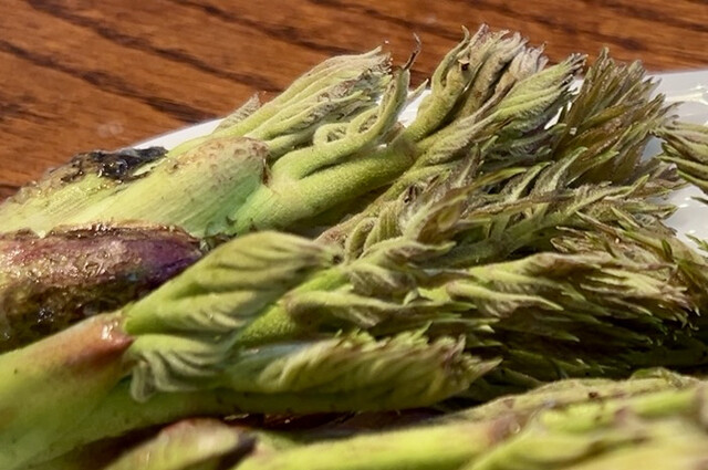 三春の里 かご市 - 舞木（その他）の写真