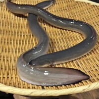 炭焼鰻 寝床 福島店 - 
