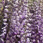 蔓牛焼肉 太田家 - 