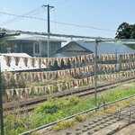 磯舟焼いか - イカのカーテン