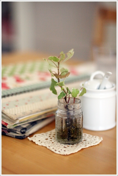 Chien a la mode photo 4