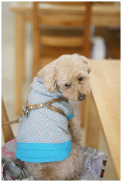 Chien a la mode photo 5