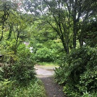 山ごぼう - 