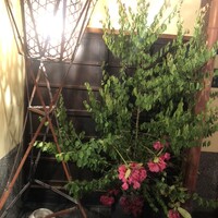 山ごぼう - 