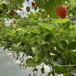 GREENARIUM awajishima - 