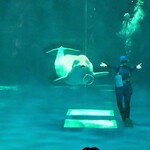 トンカツ・トンしゃぶ ケンボロー - アクアス