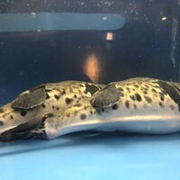 ふぐ清 はなれ - 