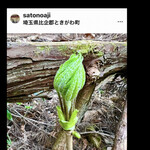 菜食健美 里味 - 〇〇県て育ててるんですっ　ときがわ町ではコシアブラは採取できません　byまみこまみこ