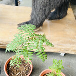 菜食健美 里味 - 山椒が凄い良い香りでしたよ！　byまみこまみこ