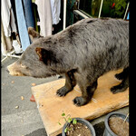 菜食健美 里味 - satonoajiには熊がいます　byまみこまみこ