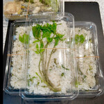 菜食健美 里味 - コシアブラご飯　３パック購入　byまみこまみこ