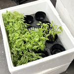 菜食健美 里味 - コシアブライキイキしてます！　byまみこまみこ