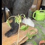 菜食健美 里味 - コシアブラと山椒と熊　　　byまみこまみこ