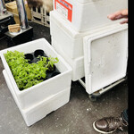 菜食健美 里味 - コシアブラは　採取した状態をなるべく変えないよう何度も失敗を繰り返し、〇〇県から丁寧に運んでくるとおっしゃってました　道の駅などで売ってるよりもはるかに香りが良いから驚きました　byまみこまみこ