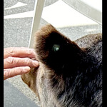 菜食健美 里味 - 凄い毛が密集〜毛深いです　byまみこまみこ