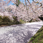 レストラン山崎 - 外壕の花筏と快晴で美しい桜