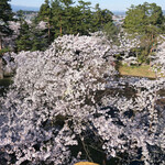 Kissa Kitano Kuruwa - 弘前城本丸未申槍跡からの眼下に広がる満開の桜