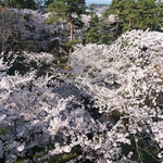 Kissa Kitano Kuruwa - 弘前城本丸未申槍跡からの眼下に広がる満開の桜