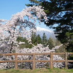 喫茶 北の郭 - 弘前城本丸未申槍跡からの眼下に広がる満開の桜