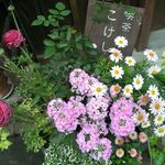 Kissa Kokeshi - 入口の寄せ植え。春らしいお花が並んでます。