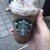 スターバックス コーヒー - ドリンク写真: