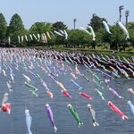 花山うどん - 鯉のぼり　すごかった！鶴生田川は駅から歩いて行った。20分くらい
