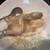 せきとり - 料理写真:半身蒸し鶏1200円