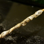 宝寿司分店 - 細魚の串皮焼き