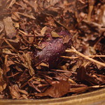 フロリレージュ - Oct, 2013