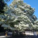 市場の食堂 - なんじゃもんじゃの木