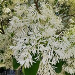 市場の食堂 - なんじゃもんじゃアップ！