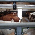 Londis - ここより博物館の写真です。併設された農場の乳牛です。
