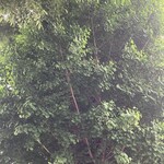 岡田のパンヂュウ - おーっきなイチョウの木が目印✨