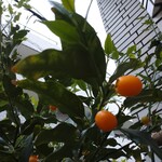 とんかつひなた - 入口の金柑も実っています。