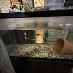 ビストロ セレニテ - 水槽