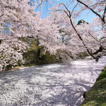 246053692 - 外壕を覆う花筏と快晴で満開の桜