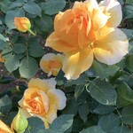 餃子といえば芭莉龍 - 藤は終わりに近かったけど、バラが見頃でした！