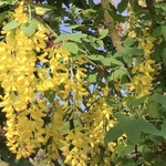 餃子といえば芭莉龍 - あしかがフラワーパークから宇都宮は電車で一時間半くらい。