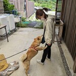 山宝 - 猫は見つからず、犬を見付けました