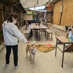 山宝 - 猫は見つからず、犬を見付けました