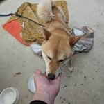 山宝 - 猫は見つからず、犬を見付けました