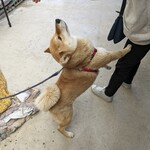 山宝 - 猫は見つからず、犬を見付けました