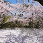 フランス食堂 シェ・モア - 外壕を覆う花筏と快晴で満開の桜