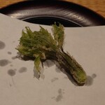 伯雲 - 秋田のコシアブラの天ぷら