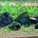 焼き菓子屋アコス - 